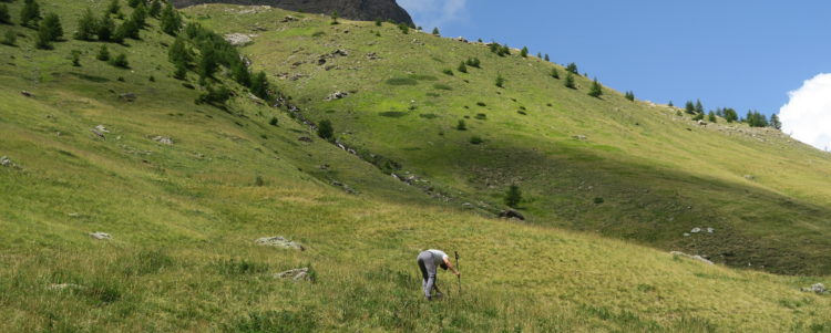 Un article scientifique sur les résultats obtenus par LIFE Pastoralp vient de paraître