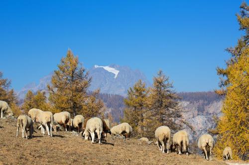 Moutons et Mont Pelvoux à l'automne